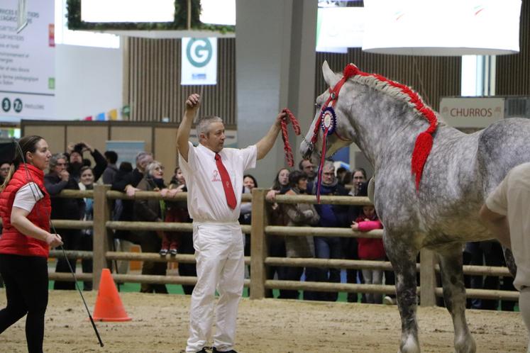 Le concours général agricole des Cobs Normands s'est déroulé en deux sections : les mâles âgés de deux ans demi, voire trois ans et la section des pouliches (tout âge confondu).