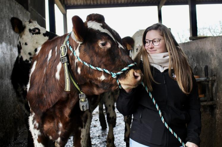 Nous avions rencontré Valentine Latimier à l'occasion du National Normand au Haras du Pin. La jeune éleveuse et présidente de l'association Normande avenir de l'Orne, œuvre à ce que les jeunes s'investissent pleinement.
