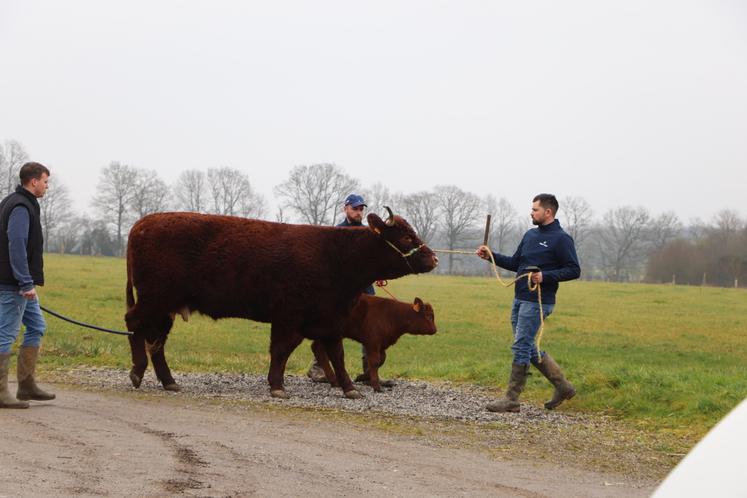 Rencontre Thibault Desvoies éleveurs Salers SIA 2025