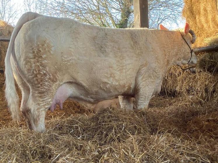 Lafayette de l'EARL La Filaine participera pour la troisième fois au SIA. Elle sera accompagnée cette année de son veau Amiral.