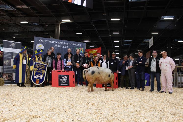 Le concours porcs de Bayeux s'est déroulé sur le ring porcin mardi 25 février 2025.