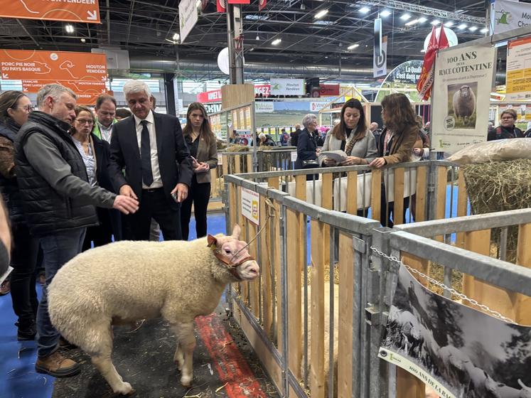 La Cotentine est une race menacée. Pour autant, ses éleveurs veulent la mettre en avant notamment l'année du centenaire.