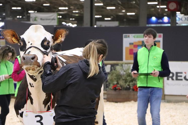 Les trois vaches évaluées étaient en deuxième lactation.