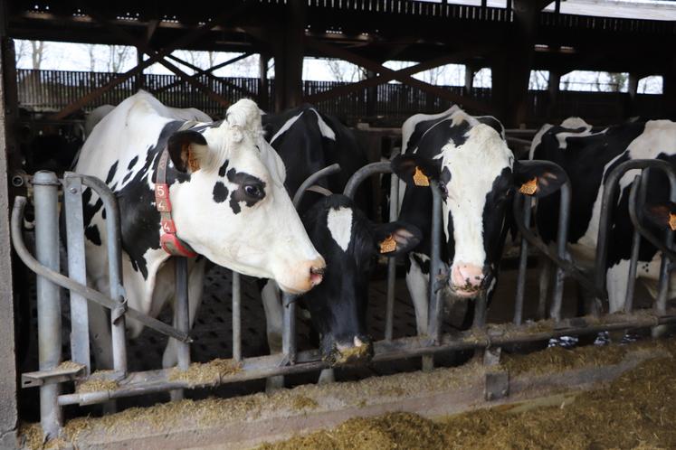 Les 260 vaches Prim'Holsteins sont en logettes paillées. La traite se fait via quatre robots Lely.