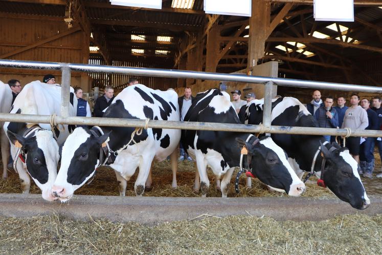L'Assemblée générale du syndicat Prim'Holstein du Calvados s'est déroulée mardi 18 mars sur la ferme Yann Nedelec à Fontaine Henry. Mordu de génétique, l'homme travaille avec Innoval pour son schéma de reproduction. Euphoric, par exemple, fille d'Euphoric Ex90 x Amiral TB87 et Lobby est en 7e lactation (toute à droite). "Elle a déjà produit 78 000 litres de lait, mais j'aimerais qu'elle aille jusqu'à 100 000 l. Elle est robuste et vieillit bien", note l'éleveur.