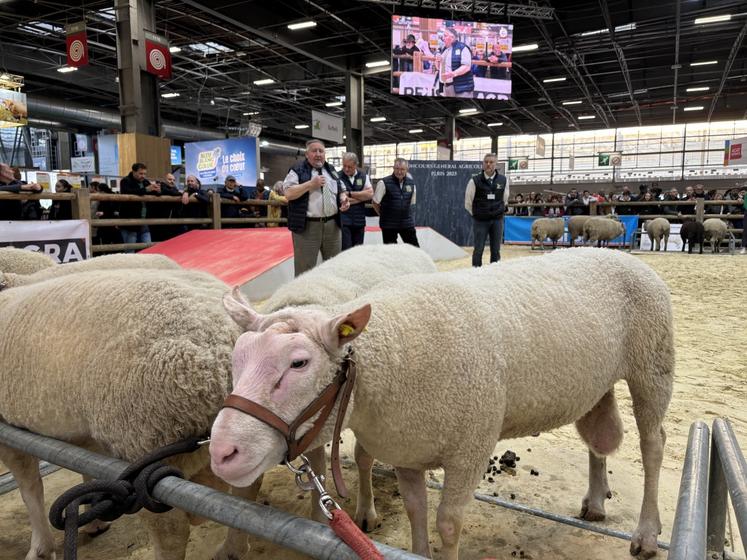 Seulement 200 brebis sont inscrites au contrôle de performance en race Cotentine, race qui est en danger. Le centenaire de la race pourrait lui permettre de retrouver des couleurs ;