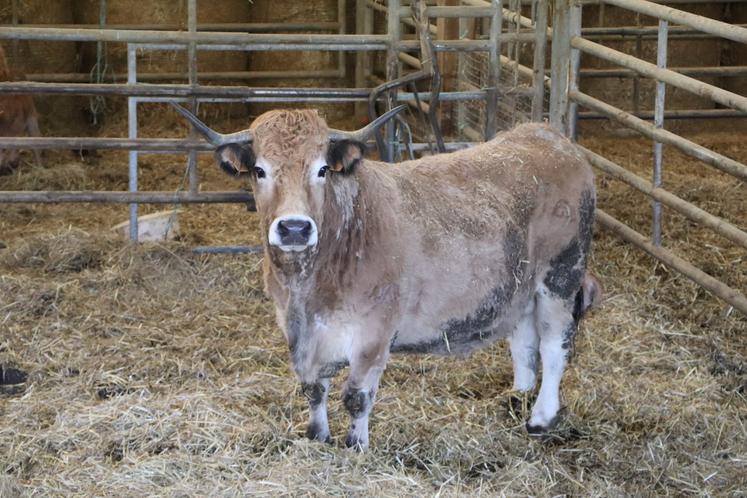 La race Aubrac dispose d'un caractère quelque peu trempé. "Elle n'aime pas être seule. Les miennes sont des bêtes familières qu'on a du mal à changer de champ", relève avec amusement Ambroise Piednoir. Les bœufs sont finis à l'herbe entre 36 et 40 mois.