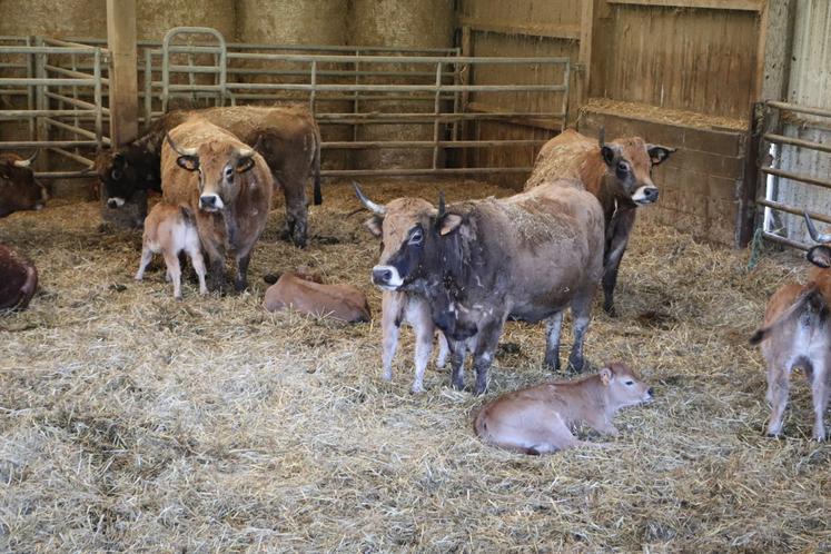 "L'Aubrac, son seul problème, c'est de tout donner pour son veau. Résultat, elles peuvent fondre à 200-250 kg de carcasse."