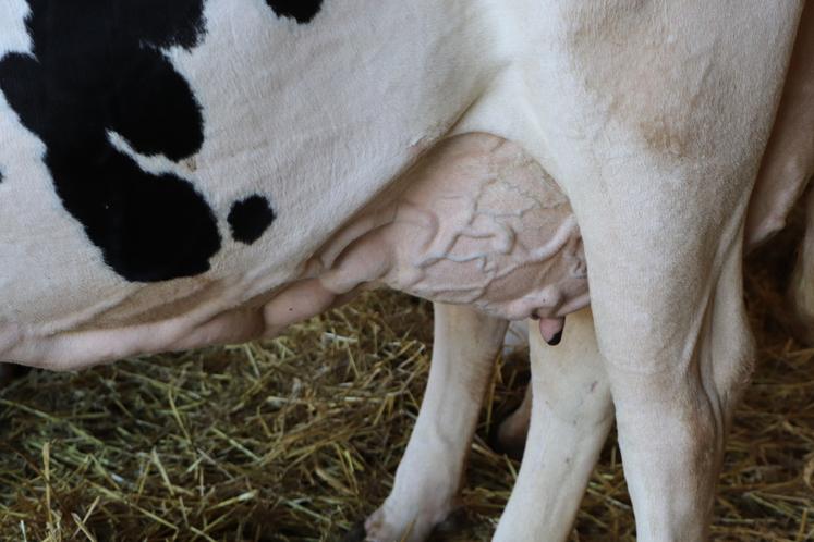 Yann Nedelec mise sur "des souches qui ressortent bien en longévité et des vaches passe-partout."