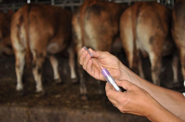 "Inutile de dépenser des fortunes en insecticide avec du Butox, c'est complètement inefficace et cela pollue l'environnement", prévient Étienne Gavart du GDS 14 qui appelle plutôt à la vigilance sur les symptômes observés chez les bovins et à la vaccination.