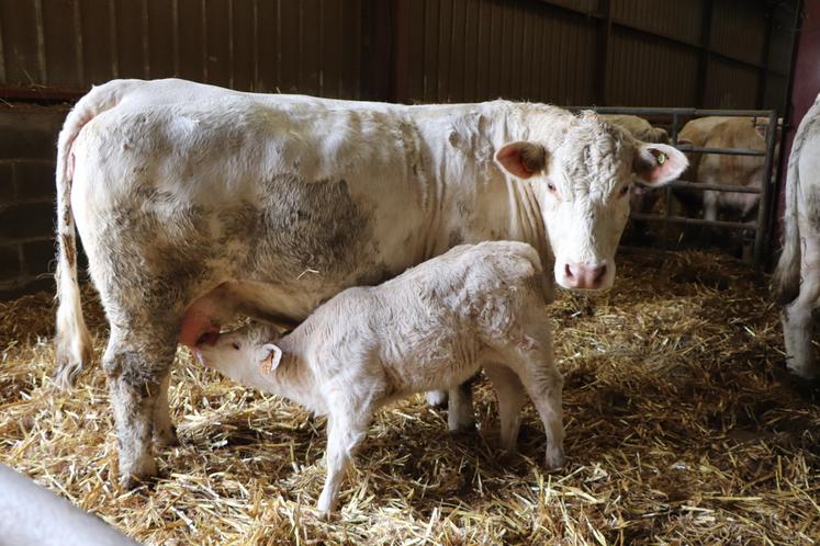 Astrid Granger ne se contente pas de la Charolaise (ici en photo). Elle a également dans ses rangs une Simmental, offerte pour ses trente ans, une Aubrac pour ses trente-cinq ans. Quid d'une Parthenaise pour ses quarante ans ? Depuis peu, une Jersiaise a aussi rejoint les effectifs.