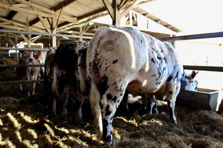 La préparation à l'engraissement débute au 2,5 ans-3 ans de l'animal.