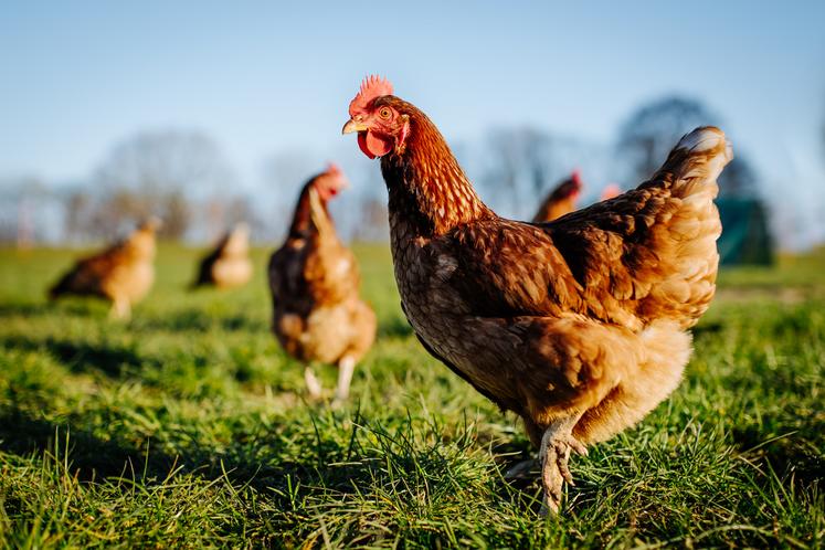 "Les aliments sont indexés sur le prix de reprise volaille, donc la marge est toujours plus ou moins la même", souligne Franck Lemarignier concernant sa diversification volailles.