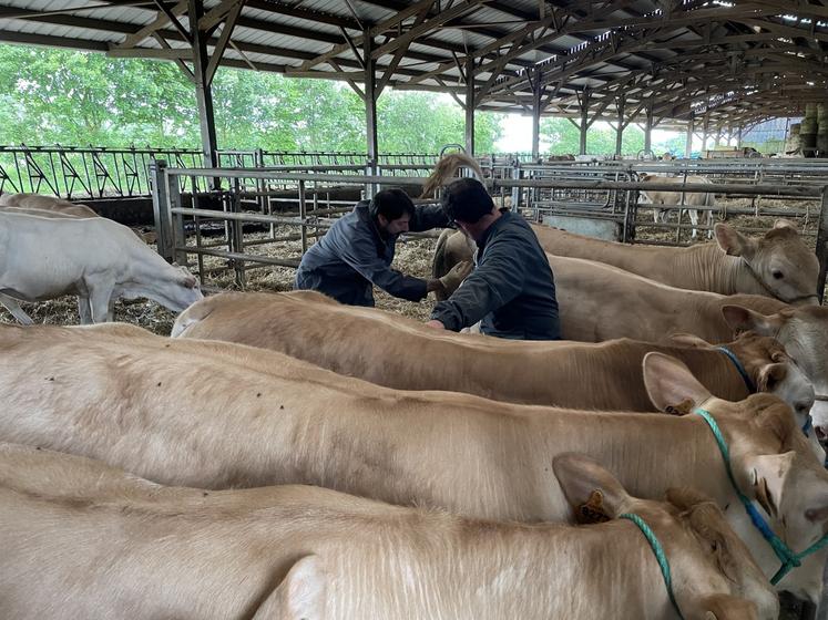 "L'augmentation des prix pousse à capitaliser et professionnaliser les élevages", commente Clément Lebrun, vice-président de la Chambre d'agriculture du Calvados.