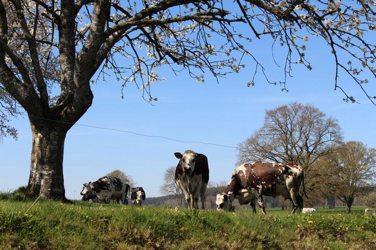 La ferme accueille la chasse aux œufs des Jeunes agriculteurs de l'Orne samedi 26 avril en parallèle de la visite guidée.