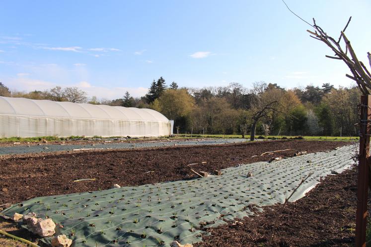 Anne-Charlotte et son conjoint cultivent des légumes sur une surface de 3 000 m2.