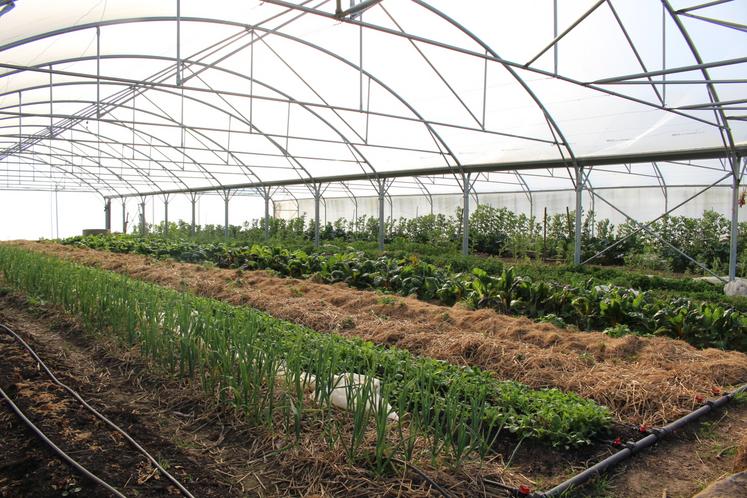 Une trentaine de légumes, dont 150 variétés et 20 variétés de tomates sont vendues en épicerie ou sur des marchés locaux.