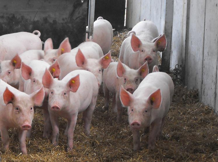 Les assemblées générales de l'Arip et de l'UNGP ont permis d'aborder de nombreux sujets concernant la filière porcine normande comme la gestion sanitaire des élevages, le bien-être animal ou les habitudes de consommation des Français.
