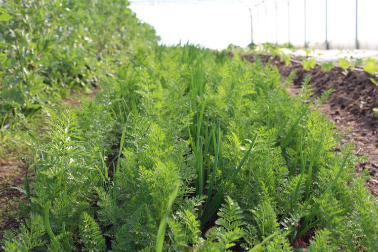 Anne-Charlotte Dhaisne multiplie les associations de plants, comme ici avec la carotte et l'oignon, chacune répulsives des ravageurs de l'autre.