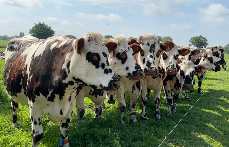 Les vaches normandes du Gaec Cahorel ont apprécié le passage de la procession par leur champ.