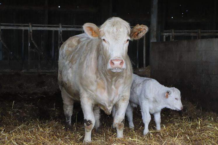 Ces portes ouvertes permettent de parler génétique, vente de reproducteurs et conduite technique du cheptel, tout ça "en ayant la possibilité d'effectuer plusieurs visites avec différents systèmes et types d'animaux", remarque Vincent Leroy, adhérent du syndicat et participant.