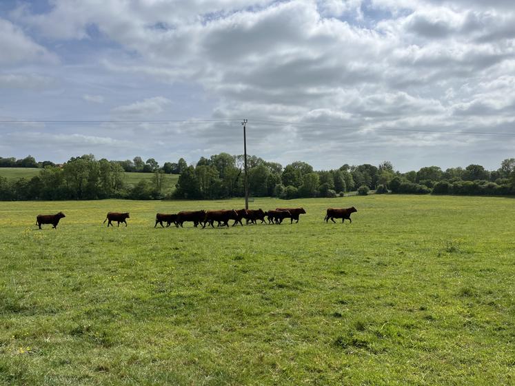 AG Salers Pierre Julienne Orne champs vaches
