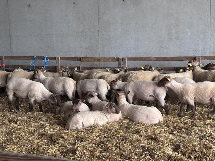 Après la vaccination et le suivi de croissance, les béliers feront l'objet d'une vente aux enchères à Jobourg le 1er août 2025.