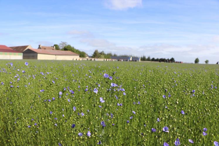 En raison des fortes pluies, le lin n'a pu être semé que tardivement le 28 octobre 2024 sur le site. En ce début 2025, l'oïdium est présent dans de nombreuses parcelles de lin d'hiver et de printemps.