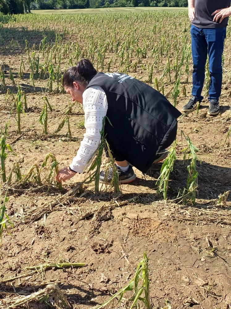 Romane Meignin, conseillère agronomie, productions végétales et fourrage à la Chambre d'agriculture, a été sur le terrain.