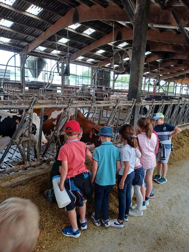 Les différentes étapes de l'élevage de bovins ont été expliquées aux jeunes, notamment l'alimentation pour que les vaches puissent produire du lait.