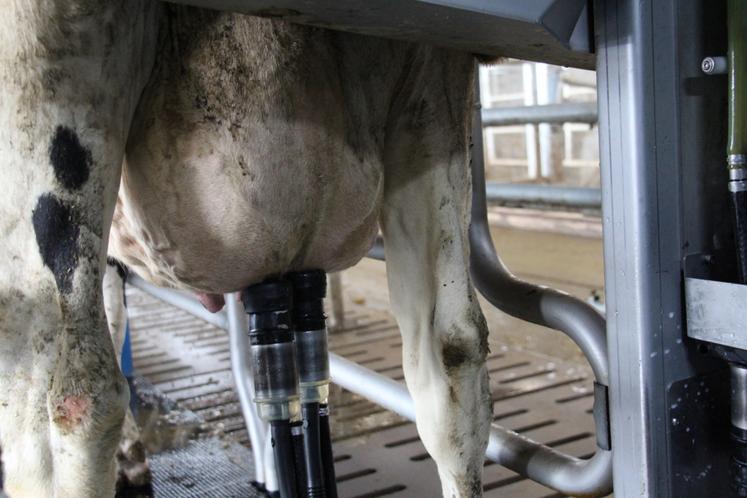 Le robot trait deux vaches à la fois
à l'aide d'un bras articulé.