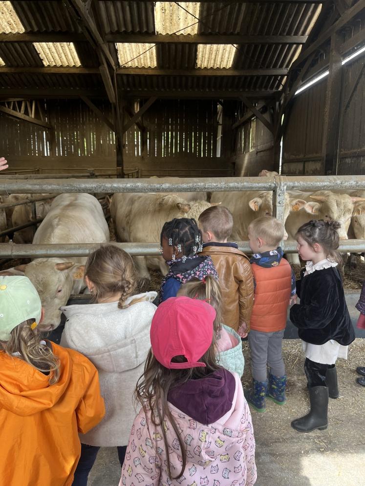 Les enfants ont pu découvrir un système allaitant et laitier et ainsi différencier les deux.