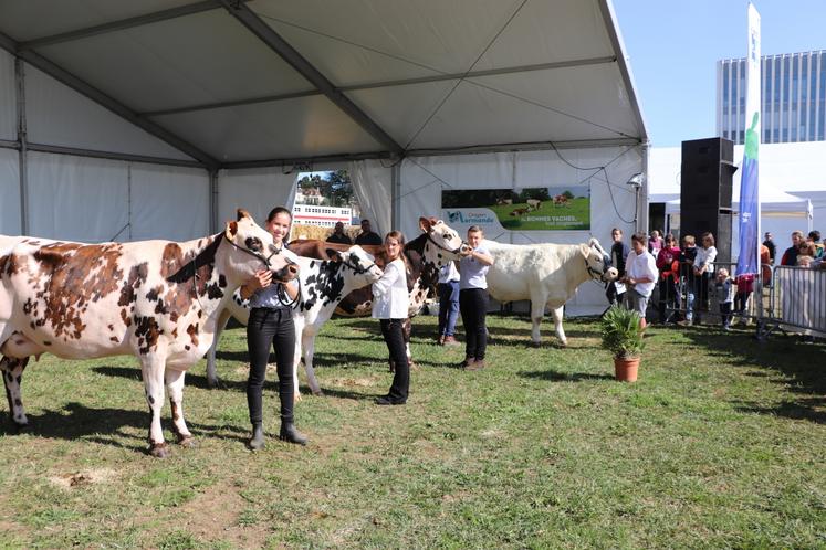 Le concours départemental Normandes se tiendra sur le ring dès 9 heures. Au programme aussi : présentation de races, espace traite, concours des jeunes présentateurs, remise de prix, etc.