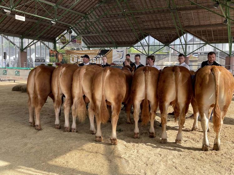 Pas moins d'une cinquantaine d'animaux sont attendus au concours interdépartemental Limousin à Torigny-les-Villes le 21 juin.