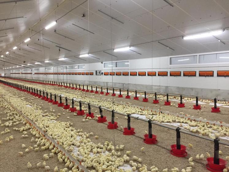 Porte ouverte Innov'Action filière avicole chez Gaëtan Leligois à Amayé-sur-Seulles.