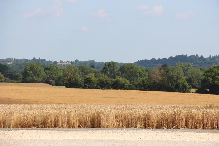 Célestin Mary cultive sur son exploitation des céréales (à l'exception du riz), des légumineuses et des graines oléagineuses.