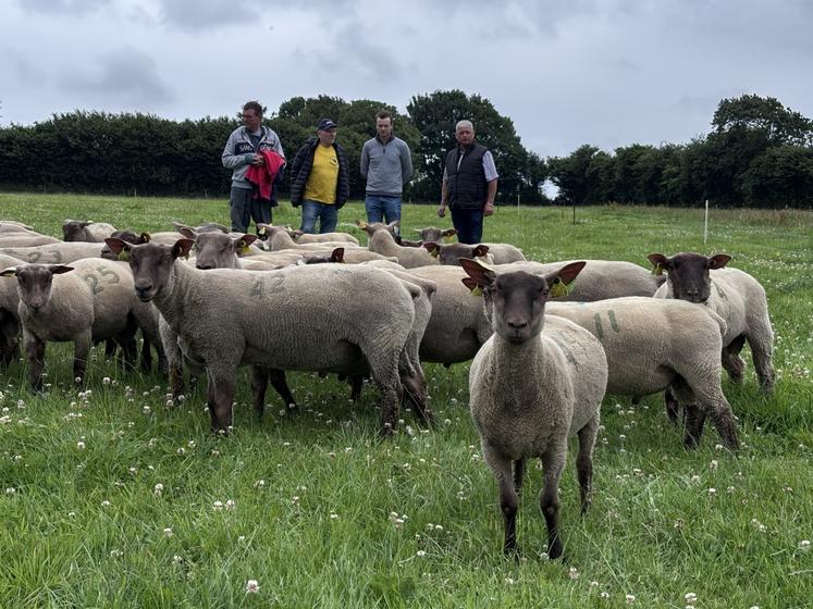 Depuis le 17 mai, une cinquantaine de béliers Roussin de la Hague grandissent dans les herbages de l'EARL des Rousses à Flottemanville-Hague. La vente aux enchères est programmée le 1er août à Jobourg.