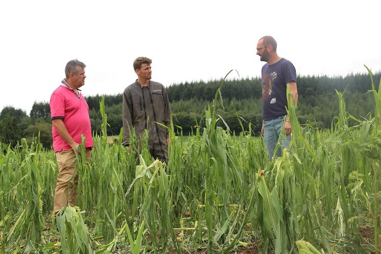 Installé il y a 1 an et demi à St-Martin-des-Landes, Valentin Borel a perdu 24 ha de maïs. Non assuré, comment nourrir ses 80 laitières cet hiver ?