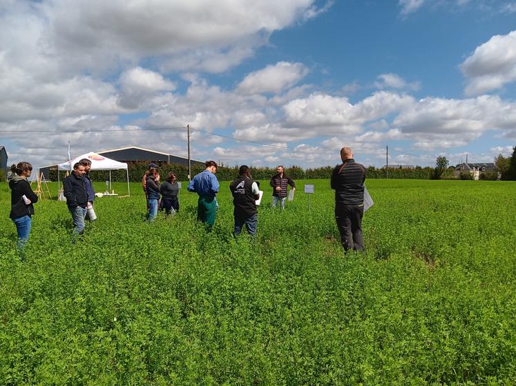 Douze bandes tests en luzerne pour agriculteurs et techniciens, les tendances 2025 : 4,8 à 6,4 t MS/ha mesurées sur les deux premières coupes en 2025, soit 813 à 1 231 kg MAT/ha selon les bandes.