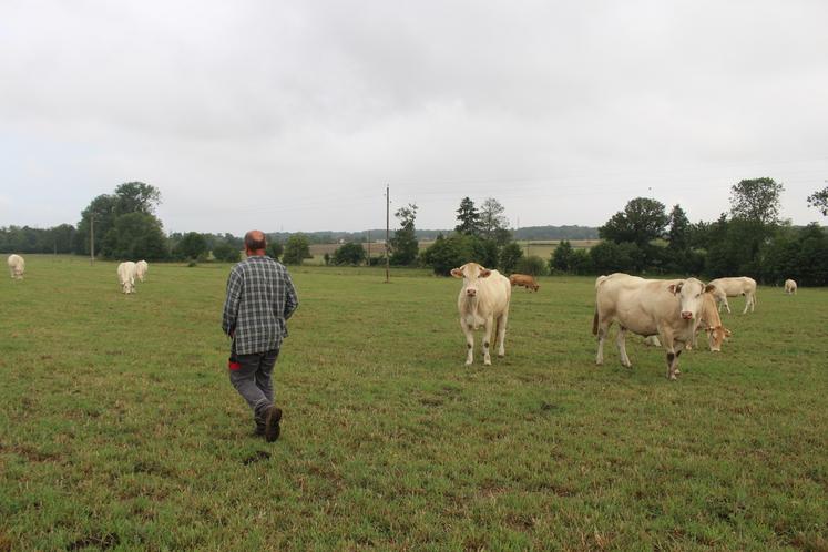 John Auffret est à la tête d'un cheptel de 300 bovins de race Blonde d'Aquitaine.