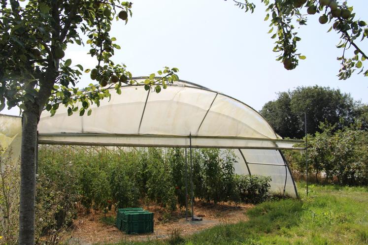 Une des serres du jardin de Deux'Mains, sous le frémissement des arbres.