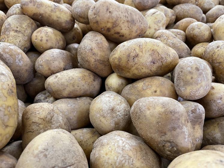 Le don de pommes de terre s'élève à 16,5 tonnes en 2024, viennent ensuite les endives avec 14 tonnes offertes.