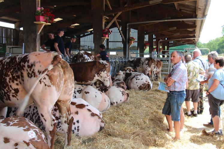 400 personnes ont assisté aux enchères des culardes.