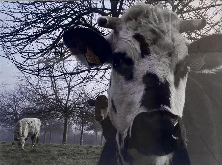 "Vache normande au pré", Orne, 2009