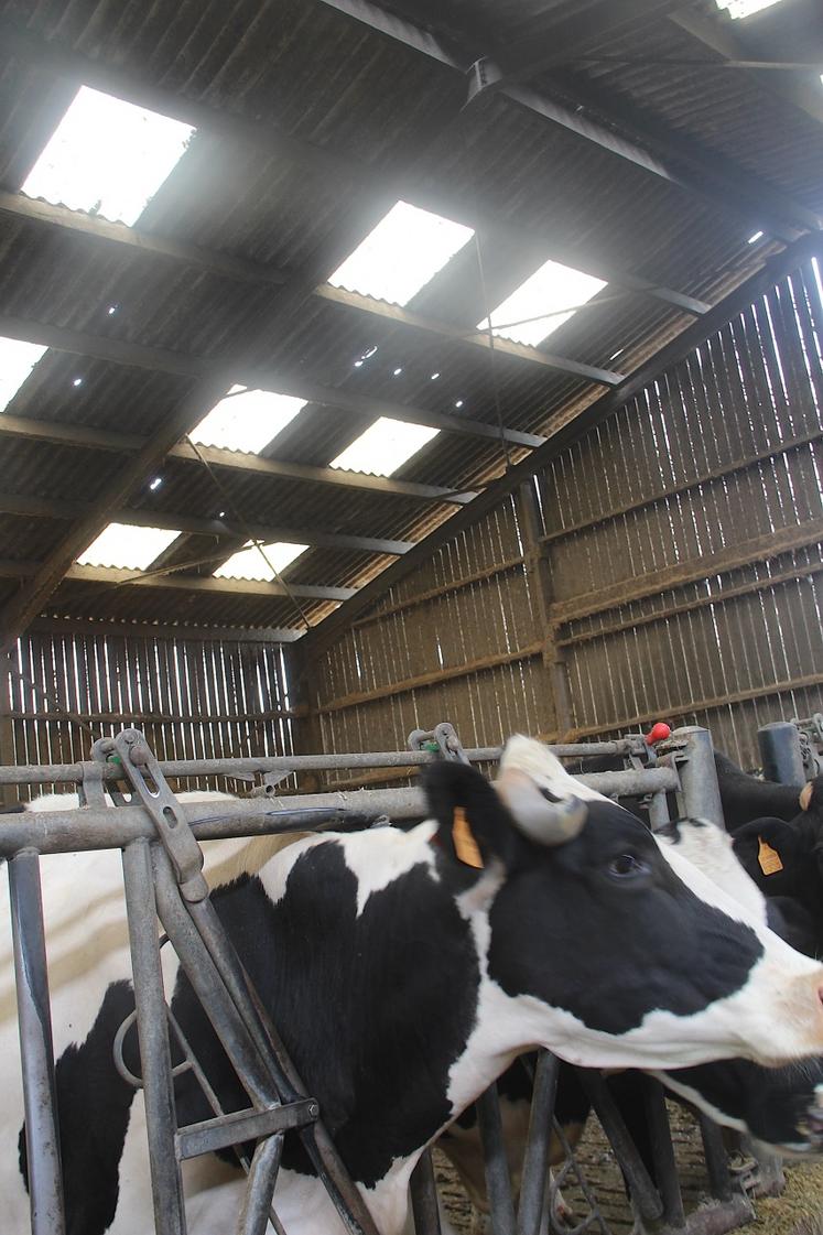 Sous la stabulation, les vaches ne sont plus hors d'eau. Des toitures amiantées qu'il va falloir étanchéifier au plus vite.