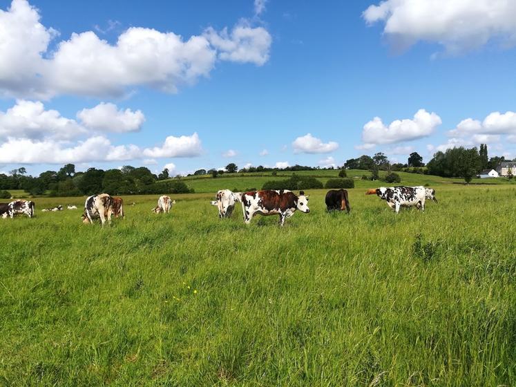 Le pâturage est préconisé au sein du Parc des marais du Cotentin et du Bessin.