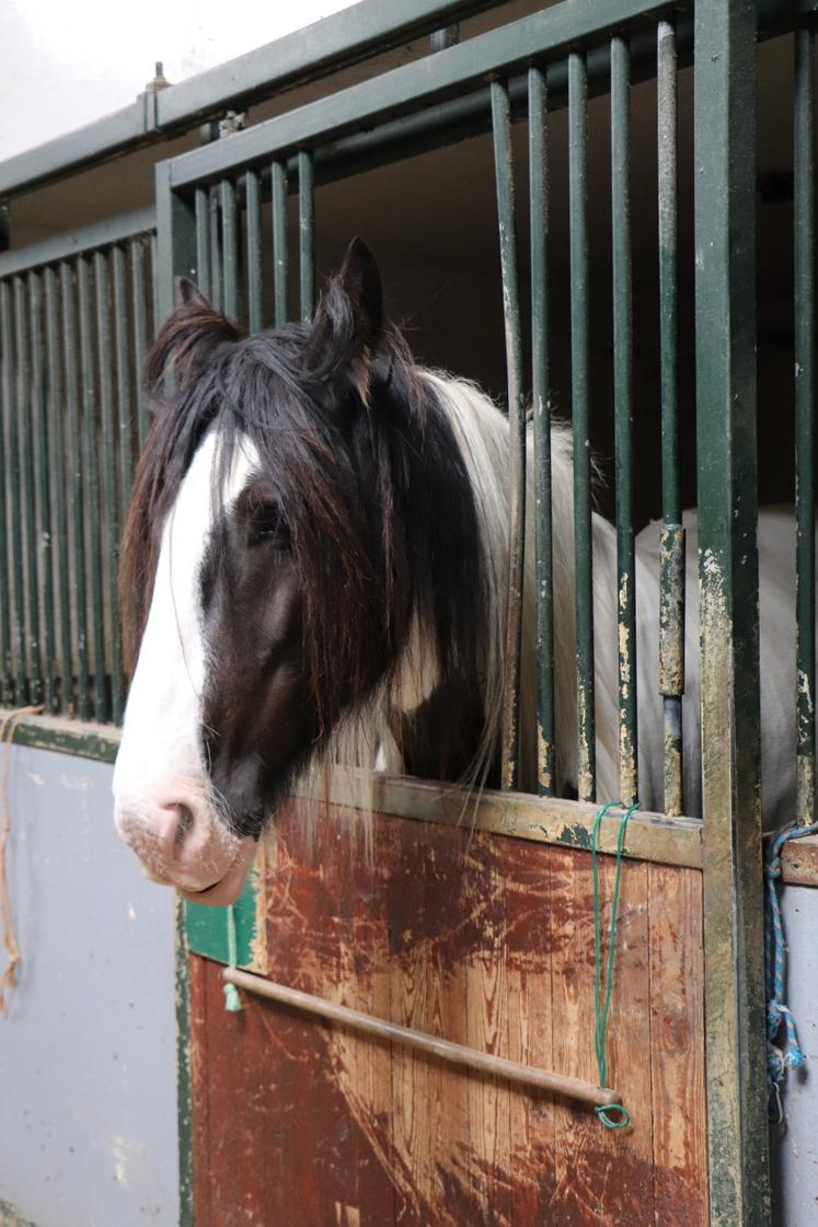 Le Irish Cob "correspond parfaitement à l'ambiance familiale".