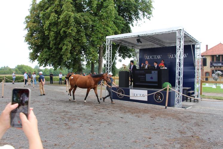 Le 13 août, au Haras du Bois Roussel, une vente privée de chevaux a eu lieu, orchestrée par Auctav.