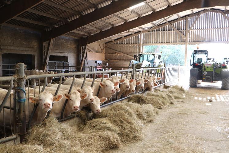 Emmanuel Leboucq participera samedi 27 septembre au concours interrégional Charolais de Normandie qui se tiendra à la Foire de Caen.