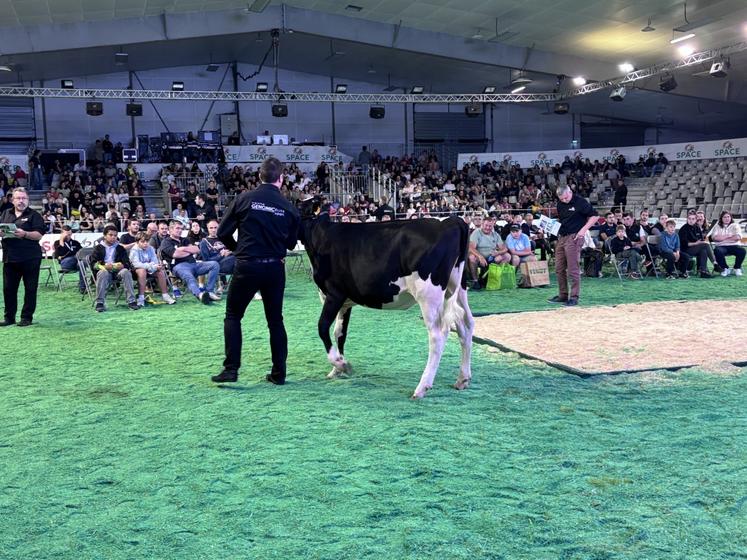 Une génisse Prim'Holstein en provenance de la Manche se dirige vers l'Ain après avoir décroché une enchère à 6 400 €.